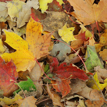 Load image into Gallery viewer, Autumn Leaves Wax Tarts