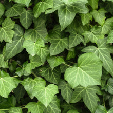 Load image into Gallery viewer, English Ivy Wax Tarts