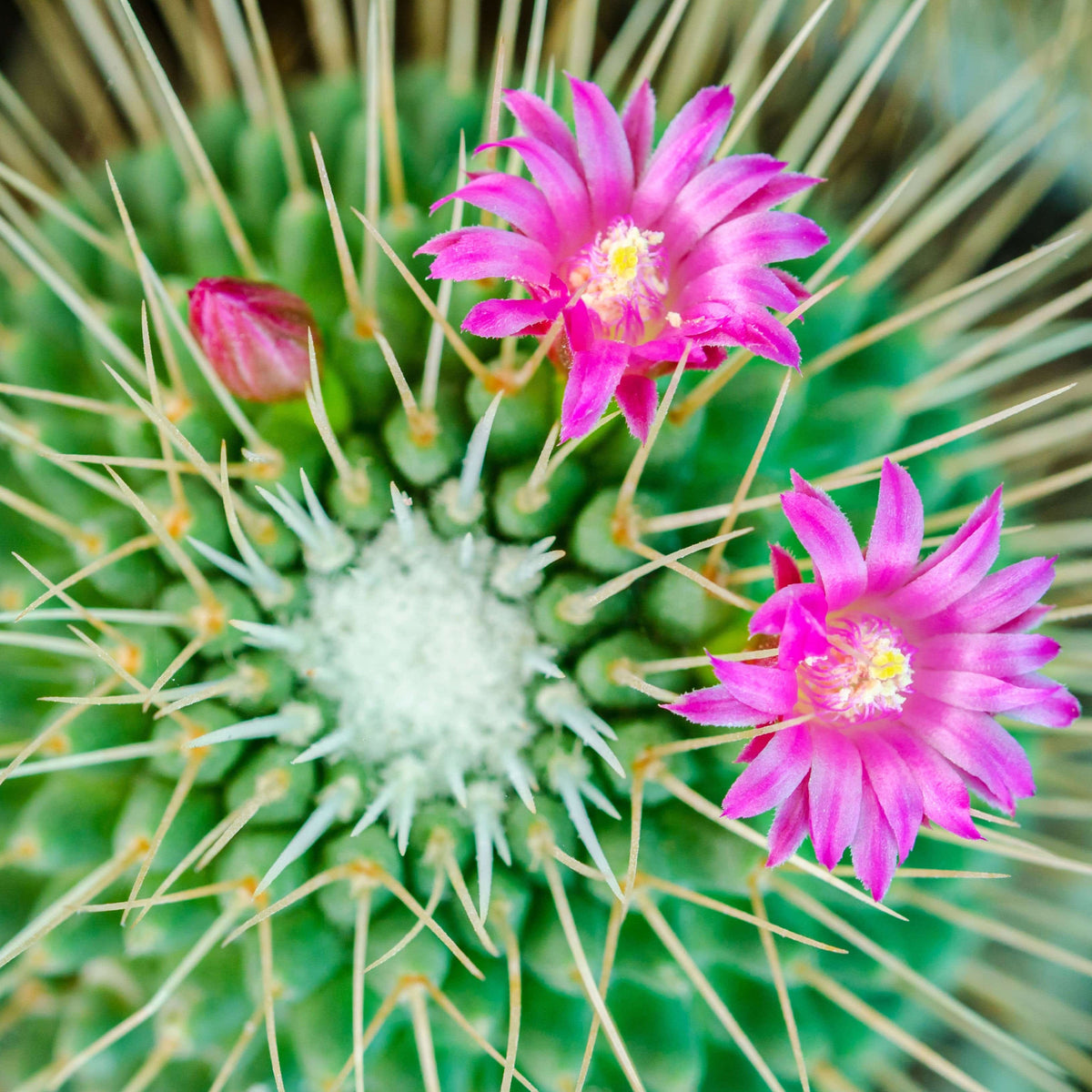 Cactus Flower Candle