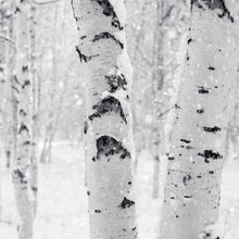 Load image into Gallery viewer, The Candle Loft Candles White Birch Candle