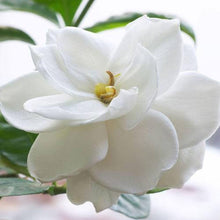 Load image into Gallery viewer, The Candle Loft Wax Tarts Gardenia Wax Tarts