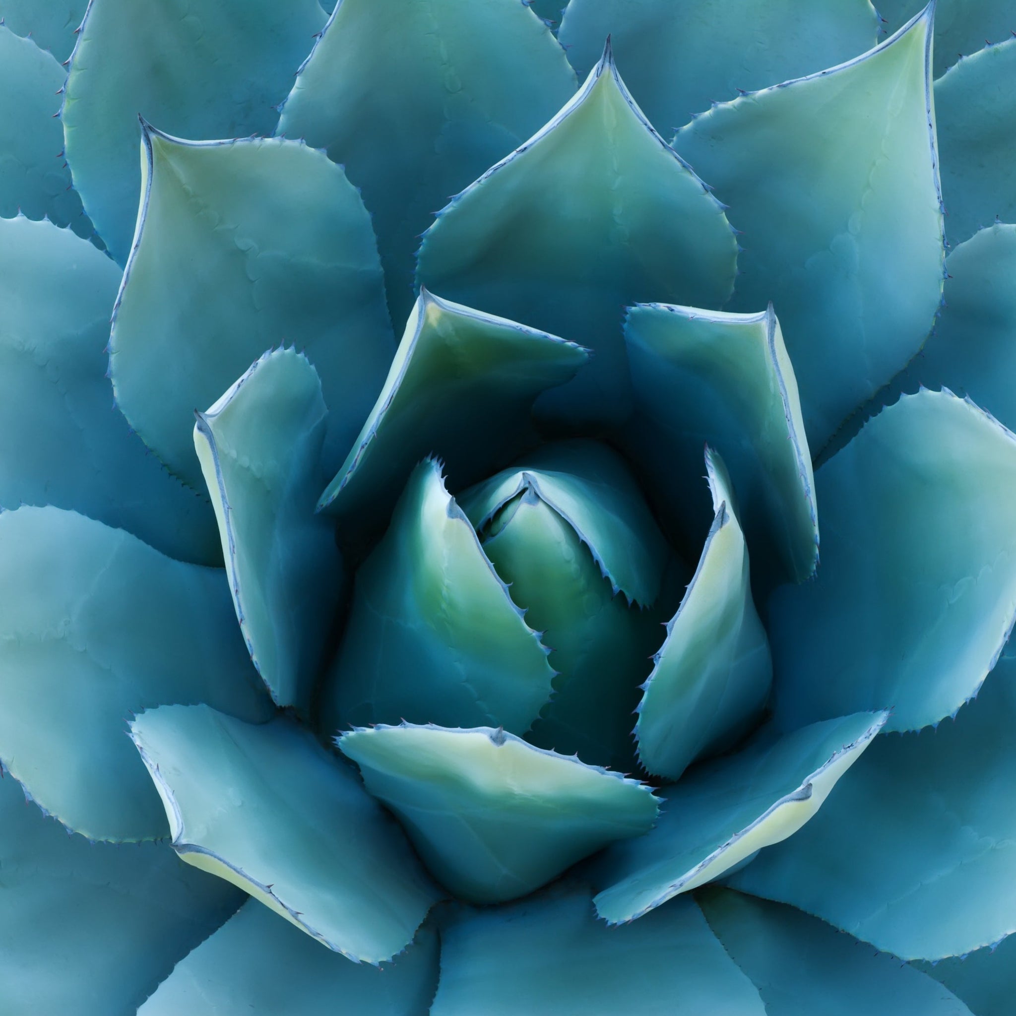 wax agave succulent Agave Wax Tarts – The Candle Loft