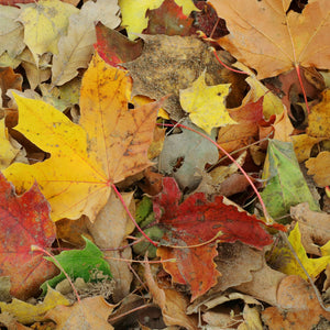 Autumn Leaves Wax Tarts
