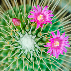Cactus Flower Wax Tarts