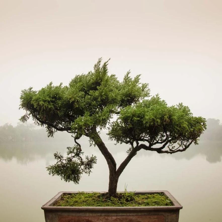 candle tree bonsai Buy Bonsai Scented Candles - Wholesale Candle Makers