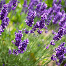Load image into Gallery viewer, LAVENDER
