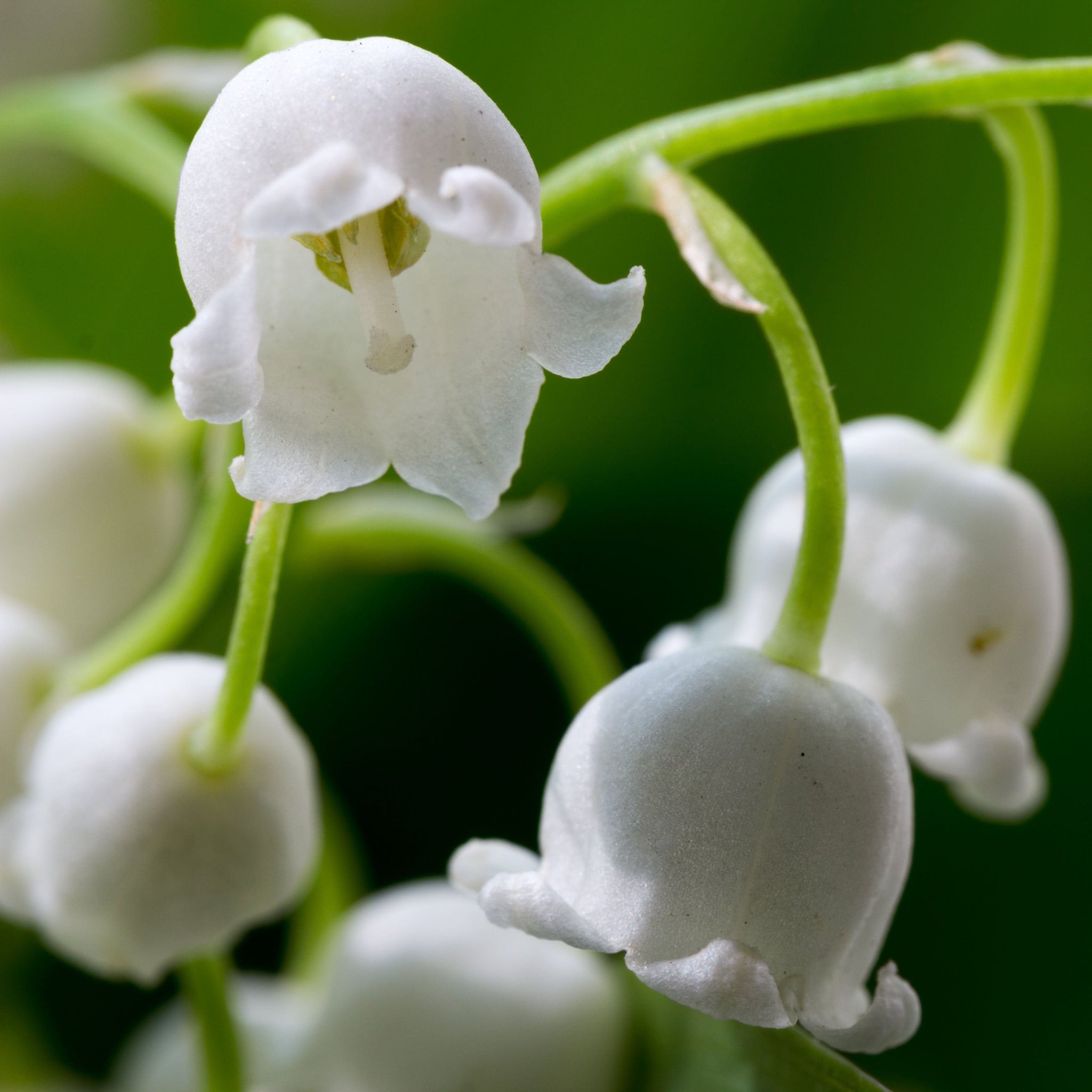 white lily candles Lily of the Valley Candle – The Candle Loft