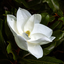 Load image into Gallery viewer, MAGNOLIA
