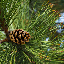 Load image into Gallery viewer, PINE NEEDLES
