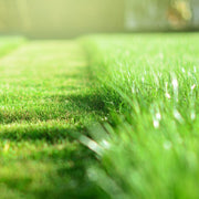 Fresh Cut Grass Candle