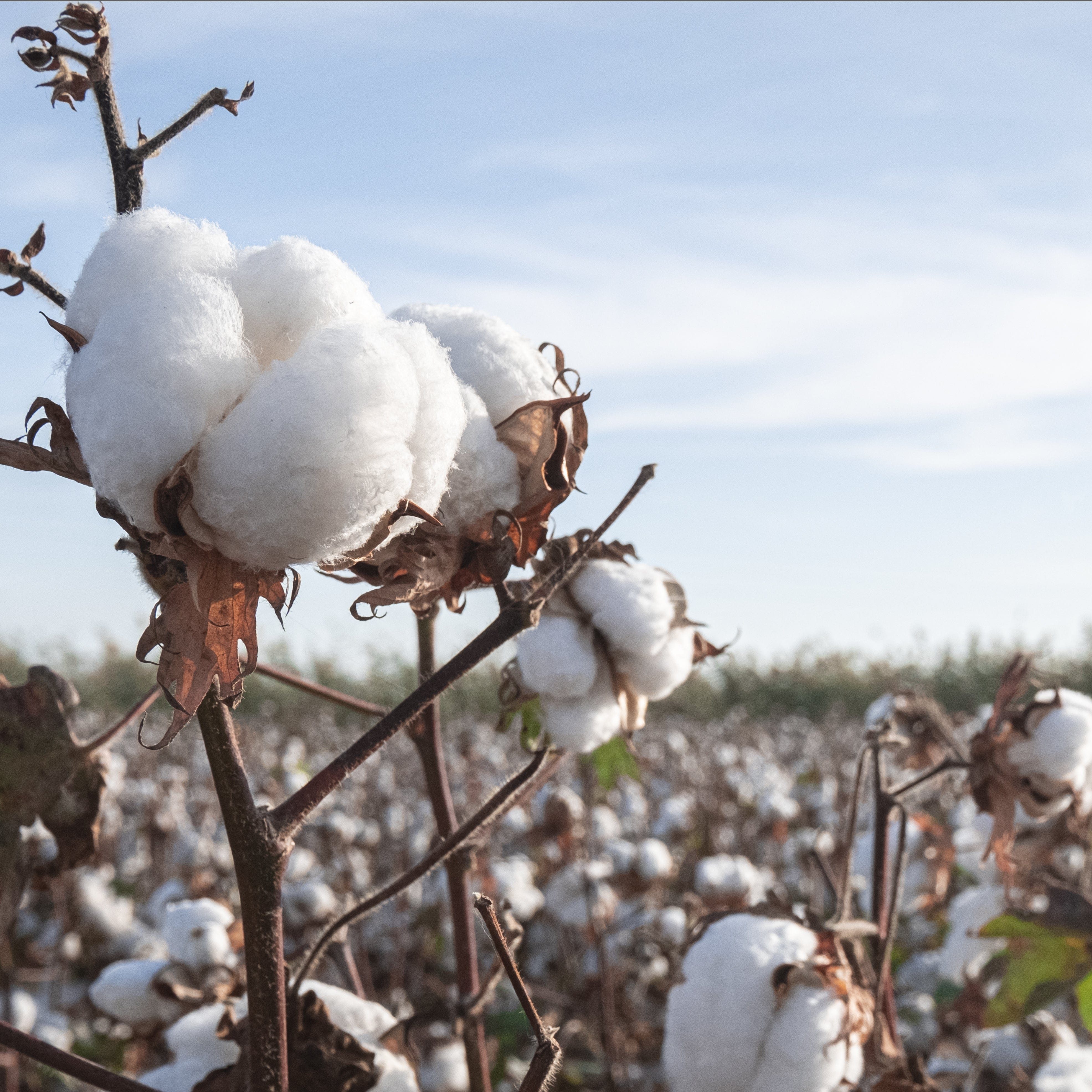 Cutton Tree Cotton Tree Eye Hospital at Sandra Miles blog