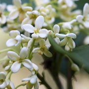 Olive Blossom Fragrance Oil