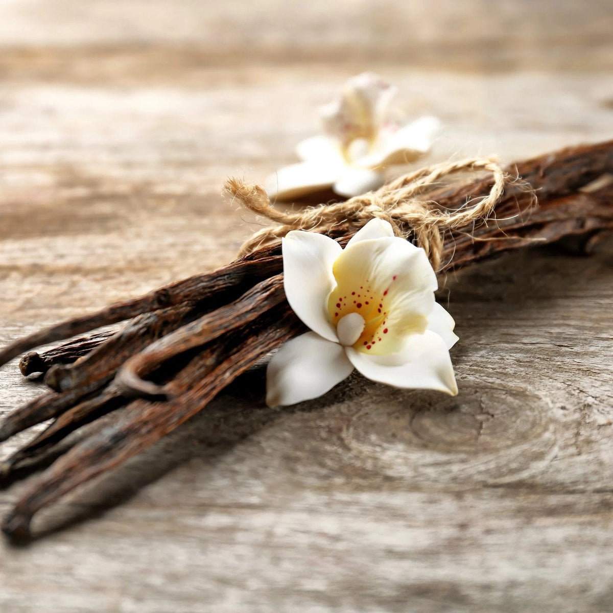 Vanilla Bean Fragrance Oil The Candle Loft